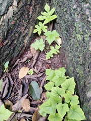 Dorstenia contrajerva