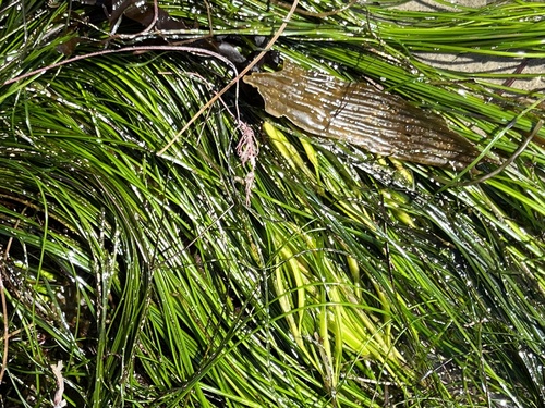 Phyllospadix torreyi S.Watson