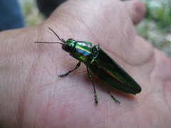 Chrysochroa fulgidissima