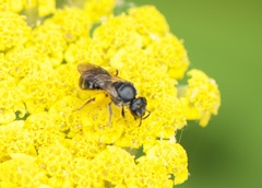 Hemihalictus