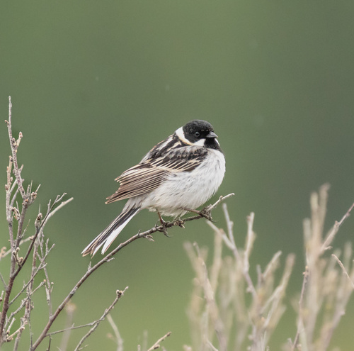Pallas's Bunting