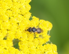 Hemihalictus