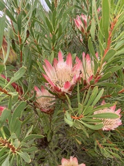 Protea repens