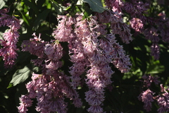 Syringa × prestoniae