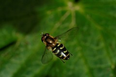 Lapposyrphus