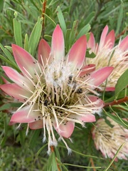 Protea repens