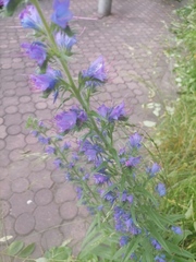 Echium vulgare