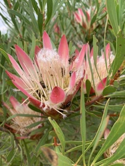 Protea repens