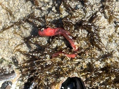 Hyboscolex pacificus