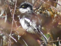 Batis pririt affinis