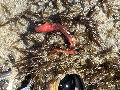 Hyboscolex pacificus