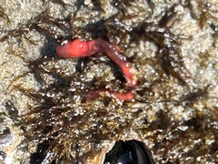 Hyboscolex pacificus
