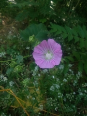 Malva punctata