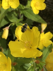 Anthophora terminalis