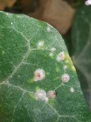 Aspidiotus hedericola