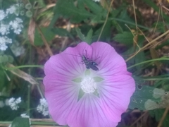 Malva punctata