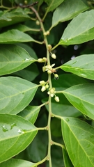 Casearia sylvestris