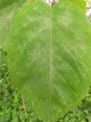 Podosphaera amelanchieris