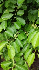Casearia sylvestris