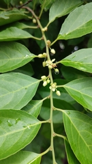 Casearia sylvestris