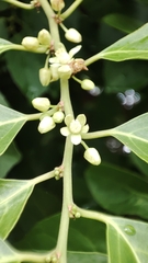 Casearia sylvestris