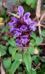 Prunella vulgaris lanceolata