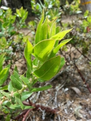 Arctostaphylos virgata