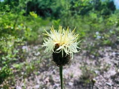 Centaurea dichroantha