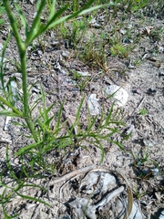 Centaurea dichroantha