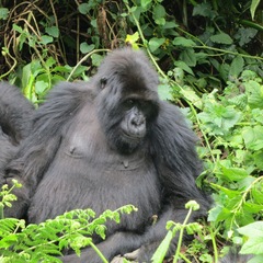 Gorilla beringei beringei