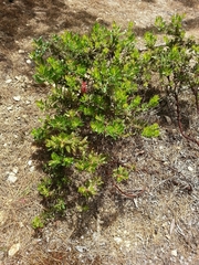 Arctostaphylos virgata
