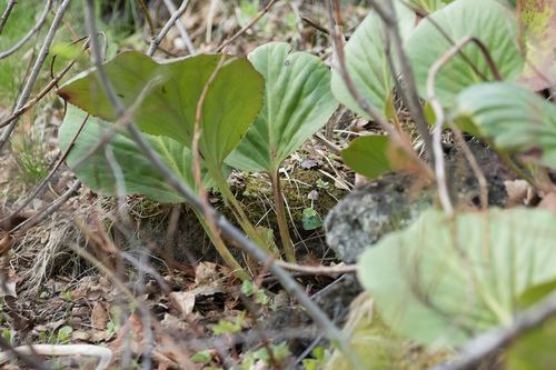 bergénia (Bergenia)