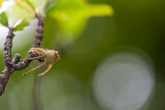 Polyura