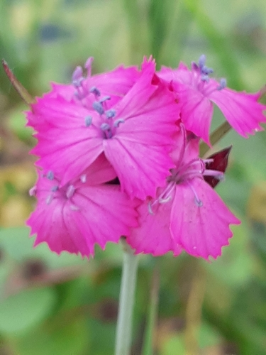 Image of Dianthus giganteus by (c) SK53, some rights reserved (CC BY-SA)