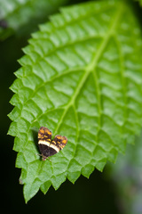 Choreutis xanthogramma