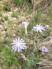 Lactuca pulchella