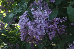 Syringa × prestoniae