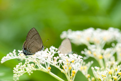 Rapala varuna formosana