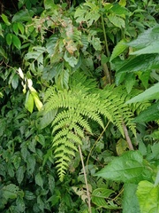 Deparia boryana