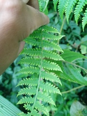 Deparia boryana