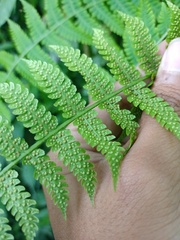 Deparia boryana