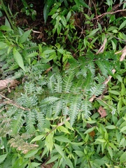 Diplazium polypodioides