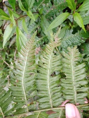 Diplazium polypodioides