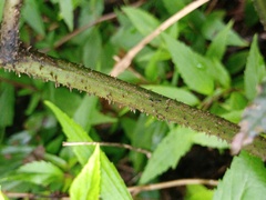 Diplazium polypodioides