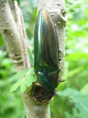 Campsosternus auratus