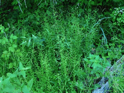 Image of Linum virginianum by (c) Michael J. Papay, some rights reserved (CC BY)