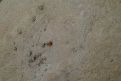 Agomadaranus pardaloides