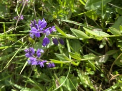 Polygala alpestris
