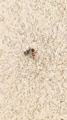 Spilostethus longulus