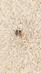 Spilostethus longulus